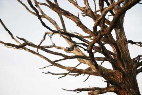 Les secrets de la nutrition pour une vie saine et énergique