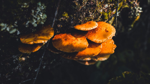 Secrets de beauté naturelle révélés : Astuces pour une peau éclatante et un esprit serein